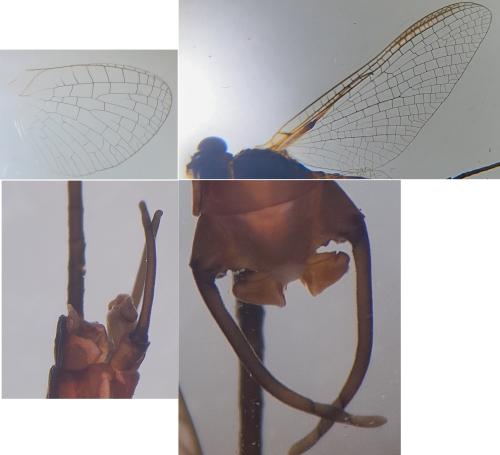 Ecdyonurus venosus